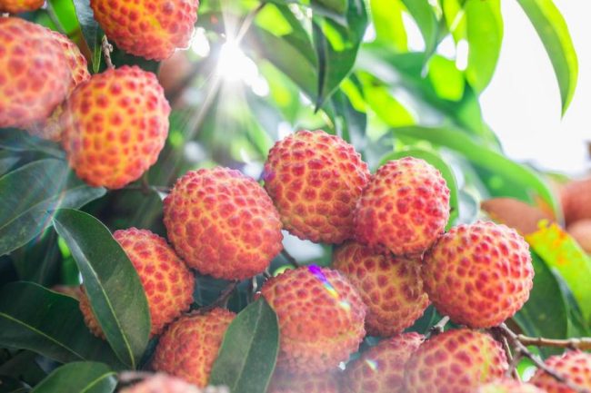 1223-8a9c2194fee62e44e5ad3bec17e5d4b3